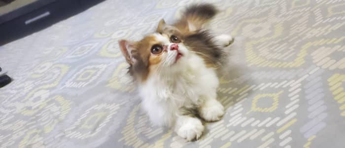 peki adult stud male cat