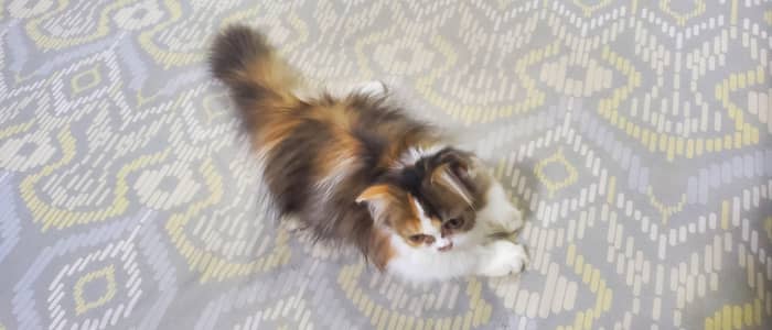 Persian female kitten 03012323563