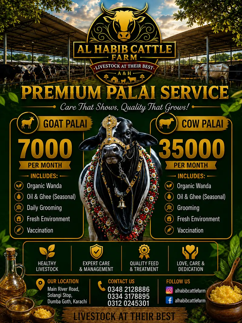 4 beauties available for qurbani and shoq — photo 5