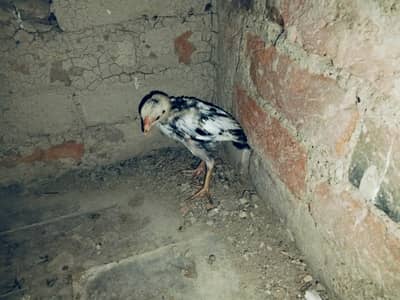 Aseel chicks 03110828968