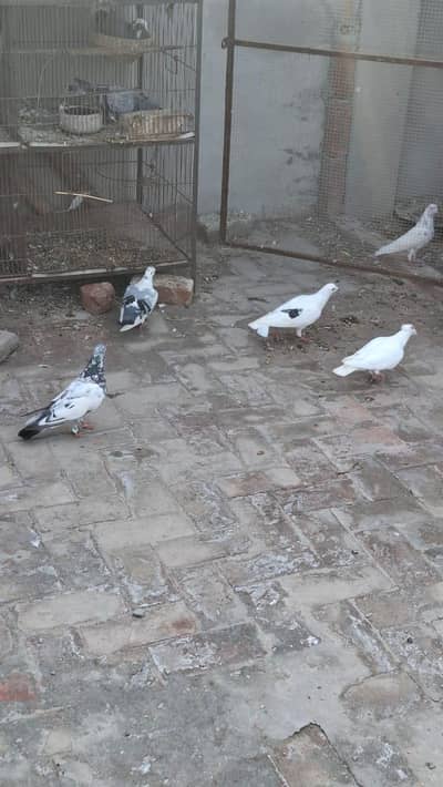 Pigeons for sale,price are different
