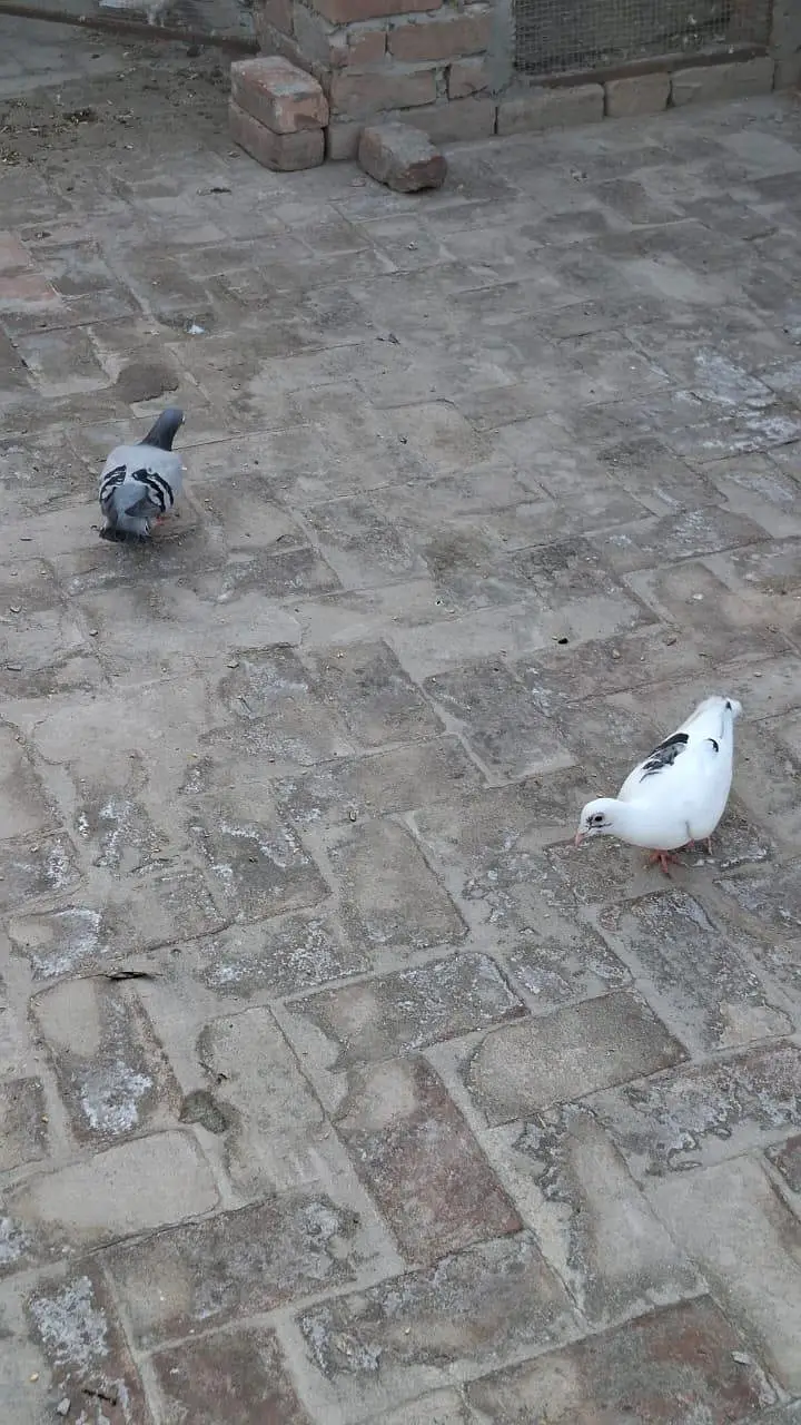 Pigeons for sale,price are different — photo 2