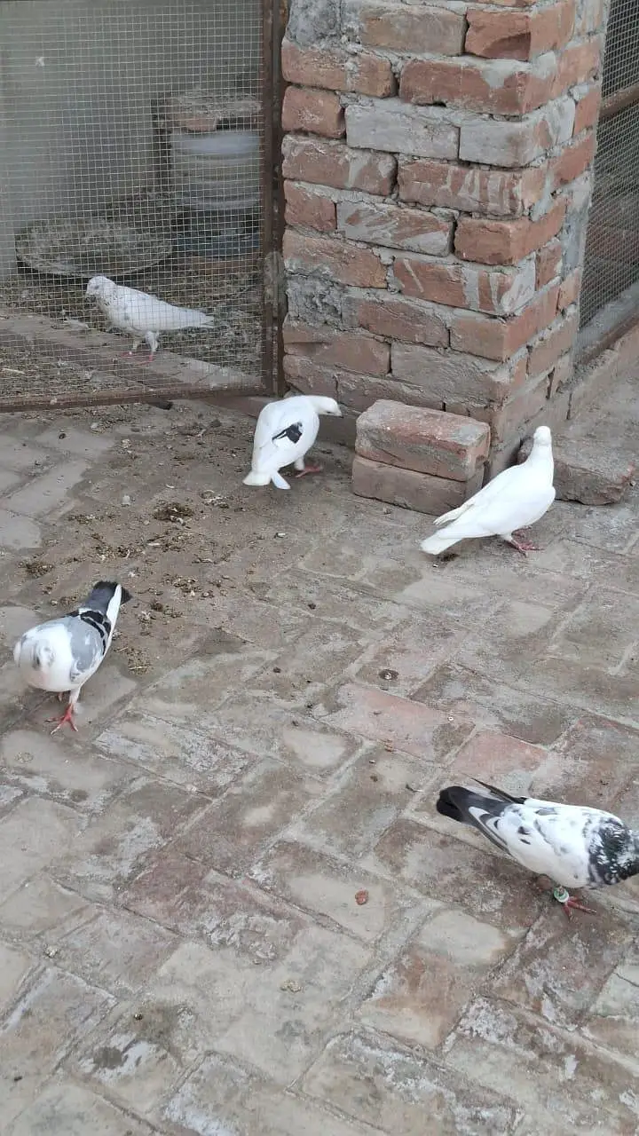 Pigeons for sale,price are different — photo 3
