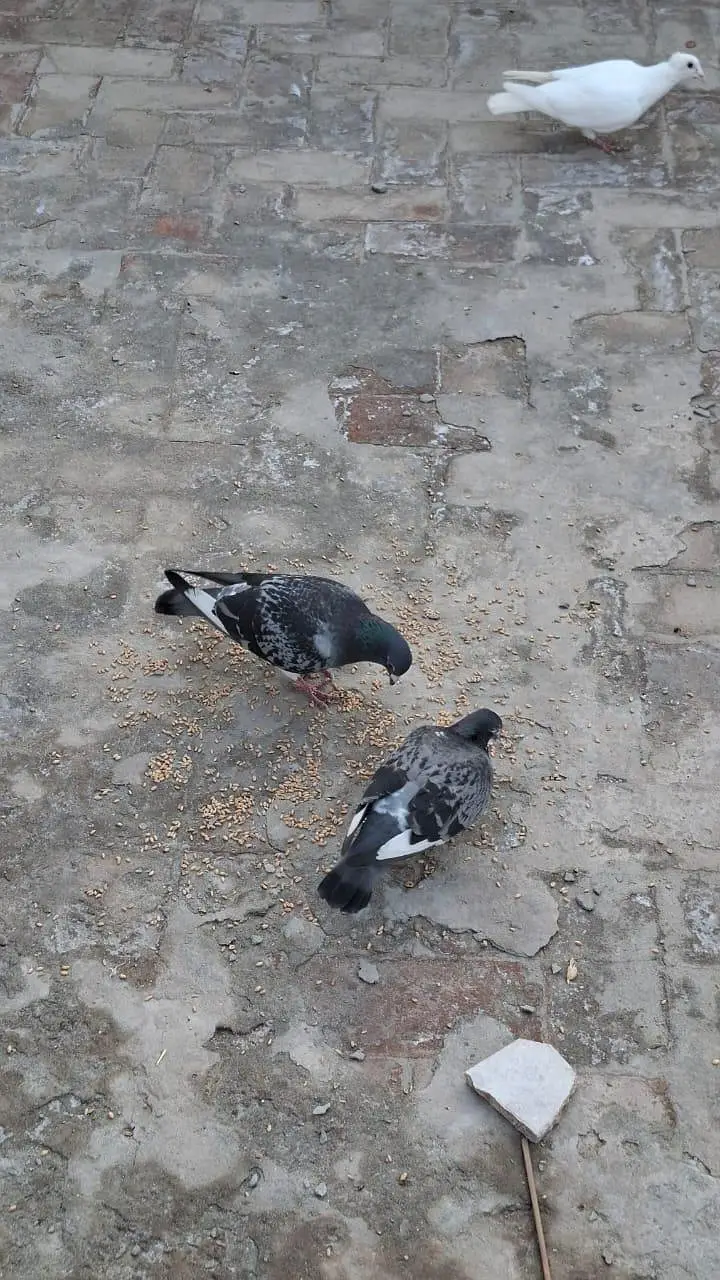 Pigeons for sale,price are different — photo 4
