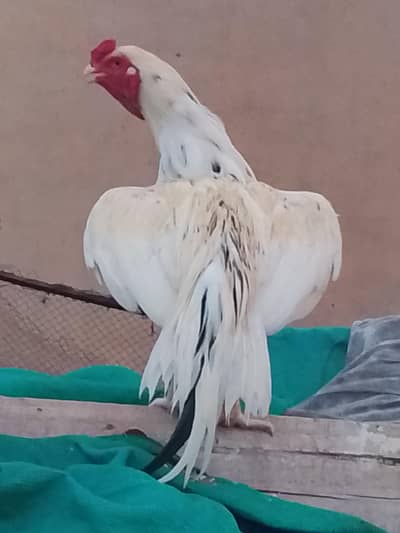 Aseel Murgha for sale