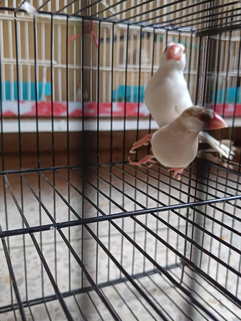 Java & penguin finches — photo 6
