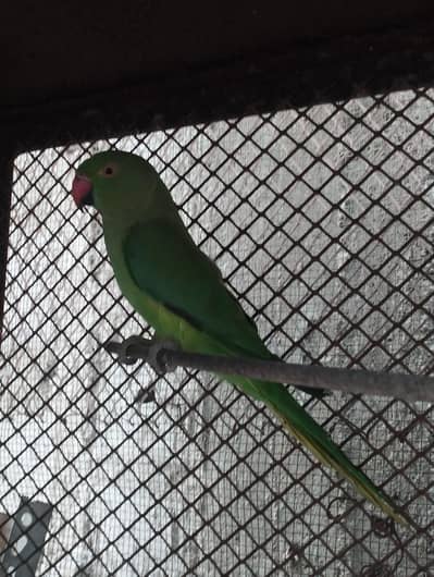 Ringneck Cocktail parrot Budgies