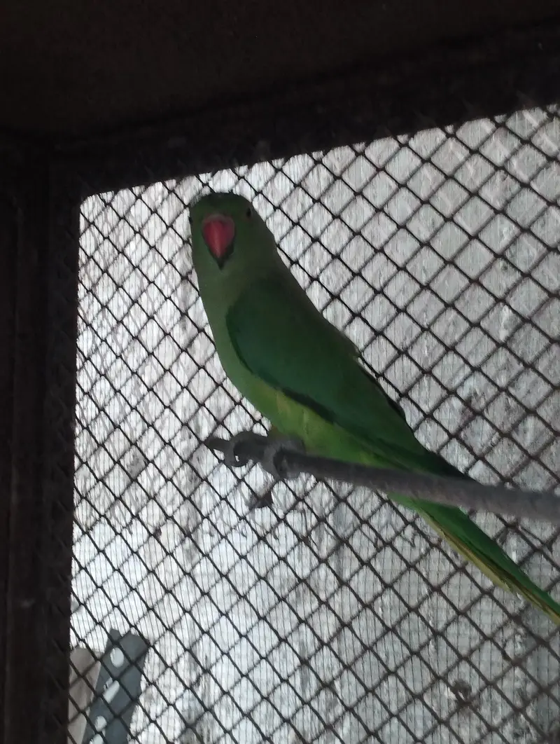 Ringneck Cocktail parrot Budgies — photo 2