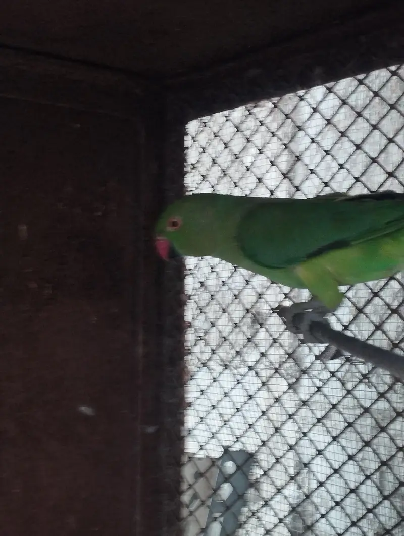 Ringneck Cocktail parrot Budgies — photo 3