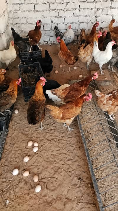 eggs | desi eggs | brown eggs | Organic Eggs | Fresh Organic Eggs