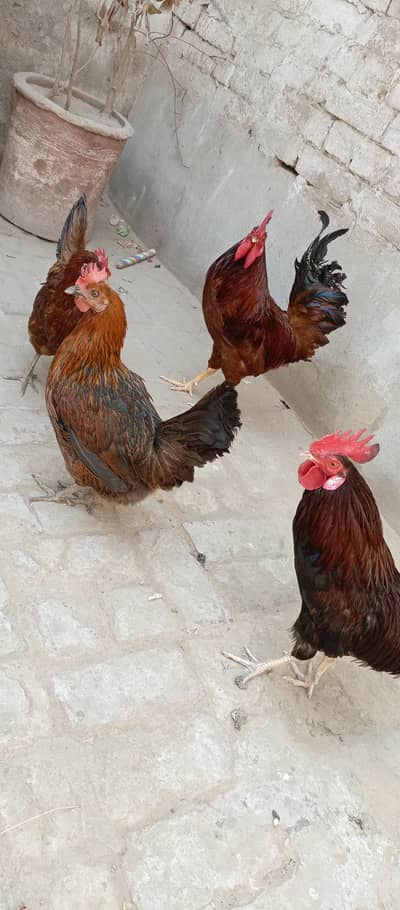 Hens golden misri 2 pairs