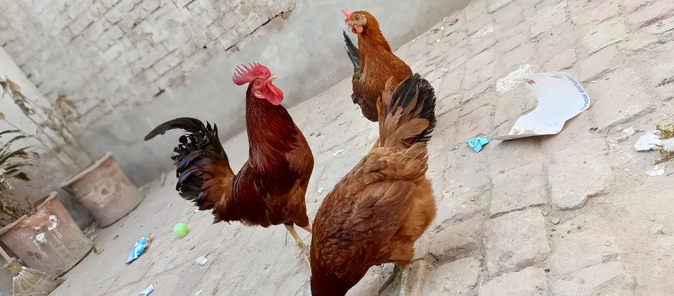 Hens golden misri 2 pairs — photo 2