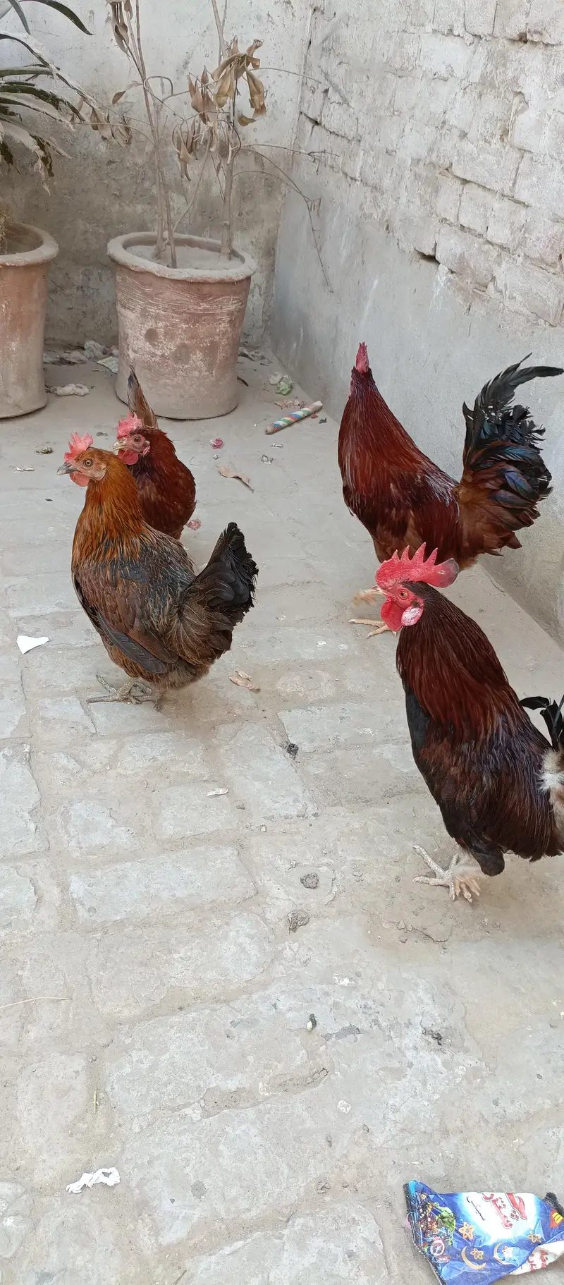 Hens golden misri 2 pairs — photo 3