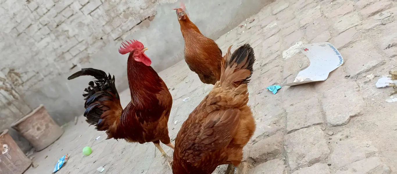 Hens golden misri 2 pairs — photo 4