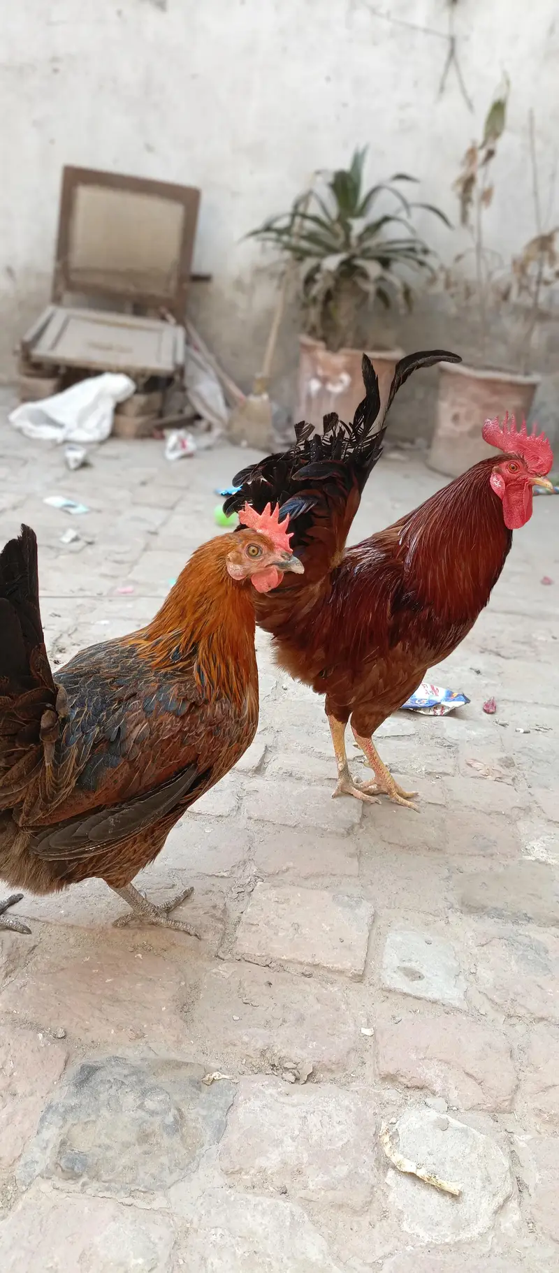 Hens golden misri 2 pairs — photo 5