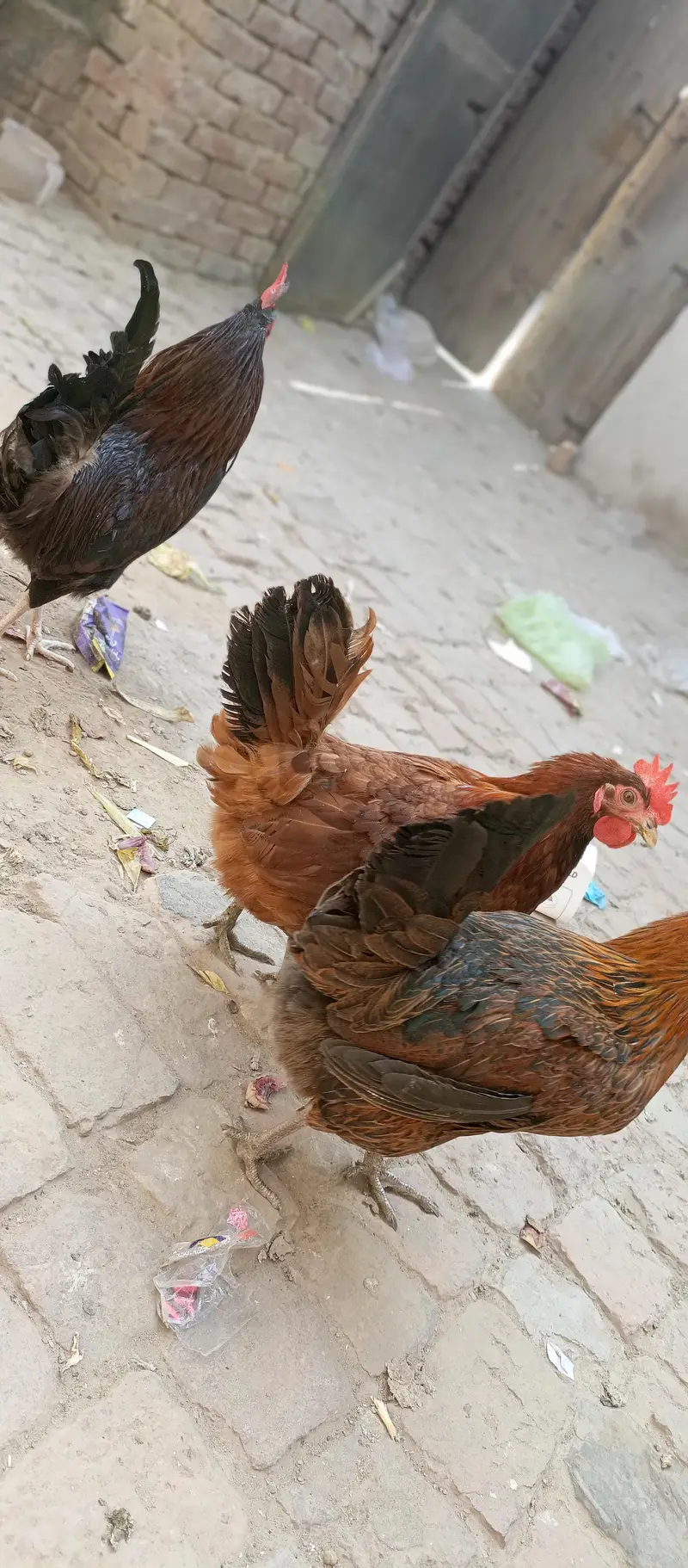Hens golden misri 2 pairs — photo 6