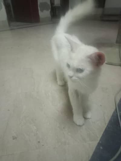 Sale ma cat price kam ho jaya ge