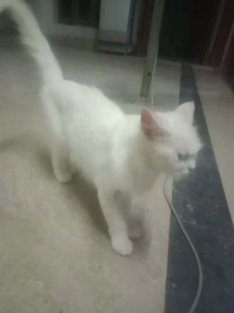 Sale ma cat price kam ho jaya ge — photo 2