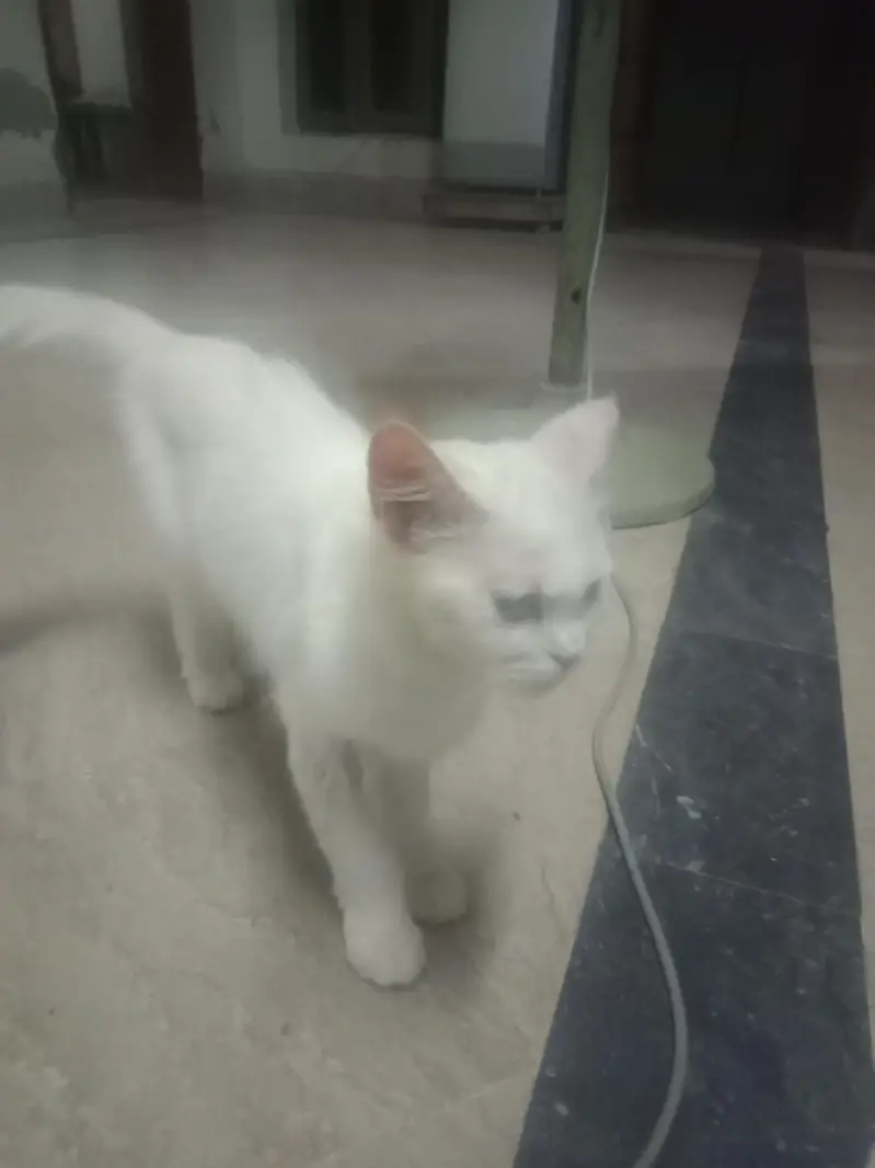 Sale ma cat price kam ho jaya ge — photo 3