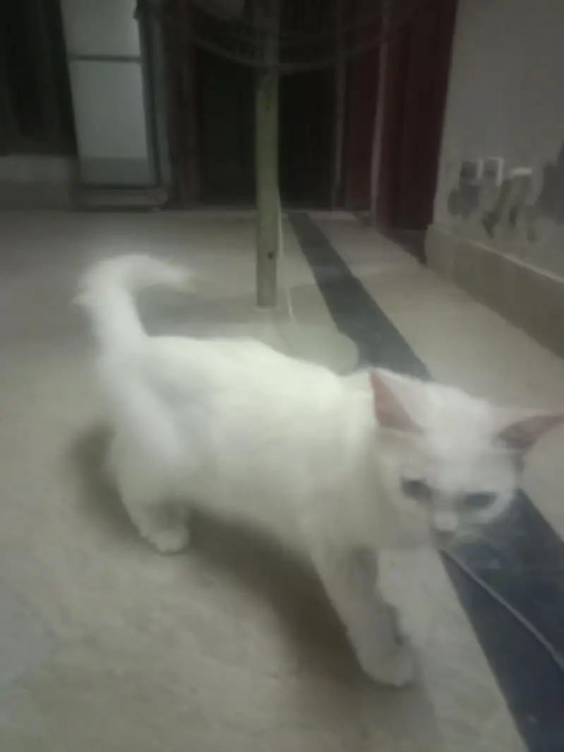 Sale ma cat price kam ho jaya ge — photo 4