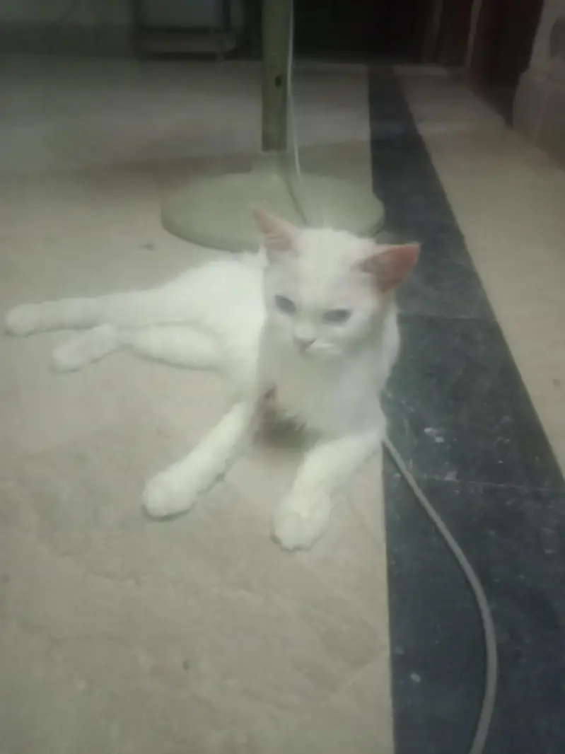Sale ma cat price kam ho jaya ge — photo 5