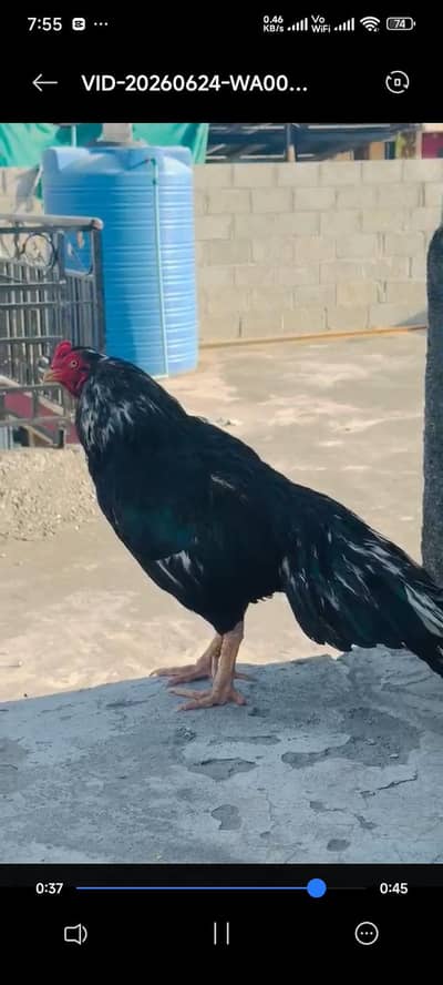one eye lasani breeder for sale