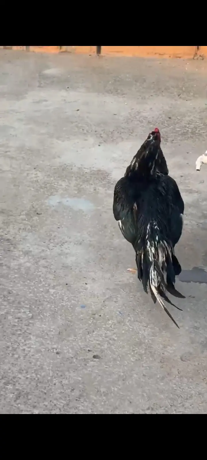 one eye lasani breeder for sale — photo 2