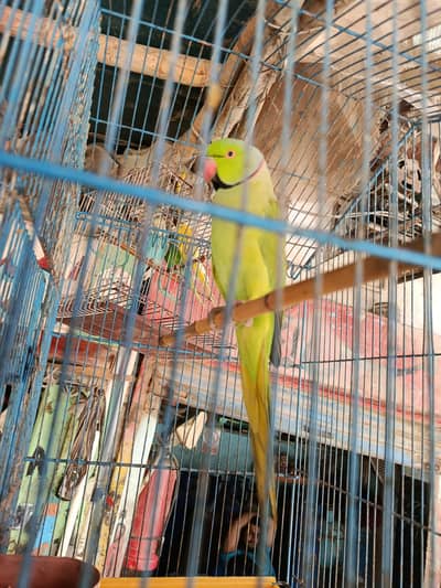 parot ring nick