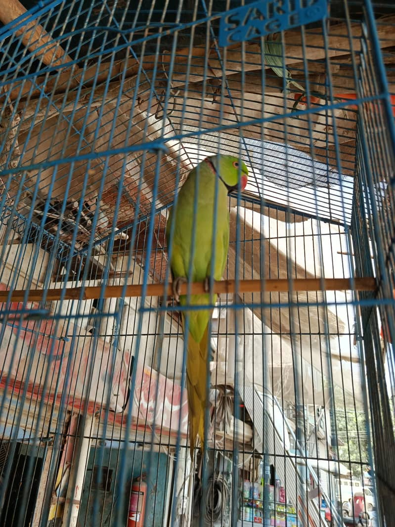parot ring nick 1