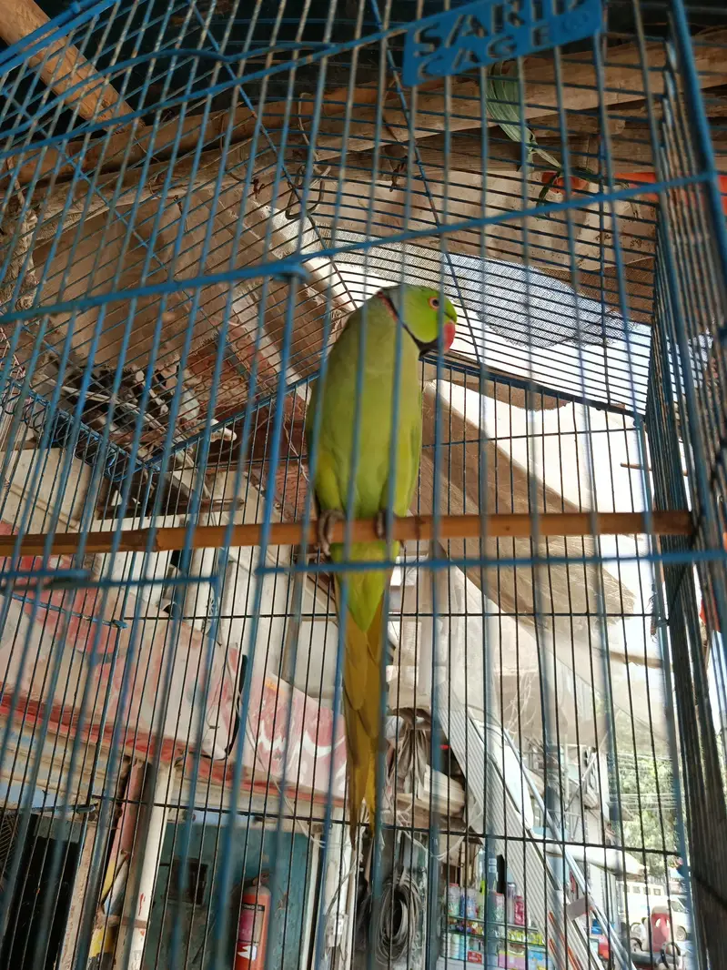 parot ring nick — photo 2