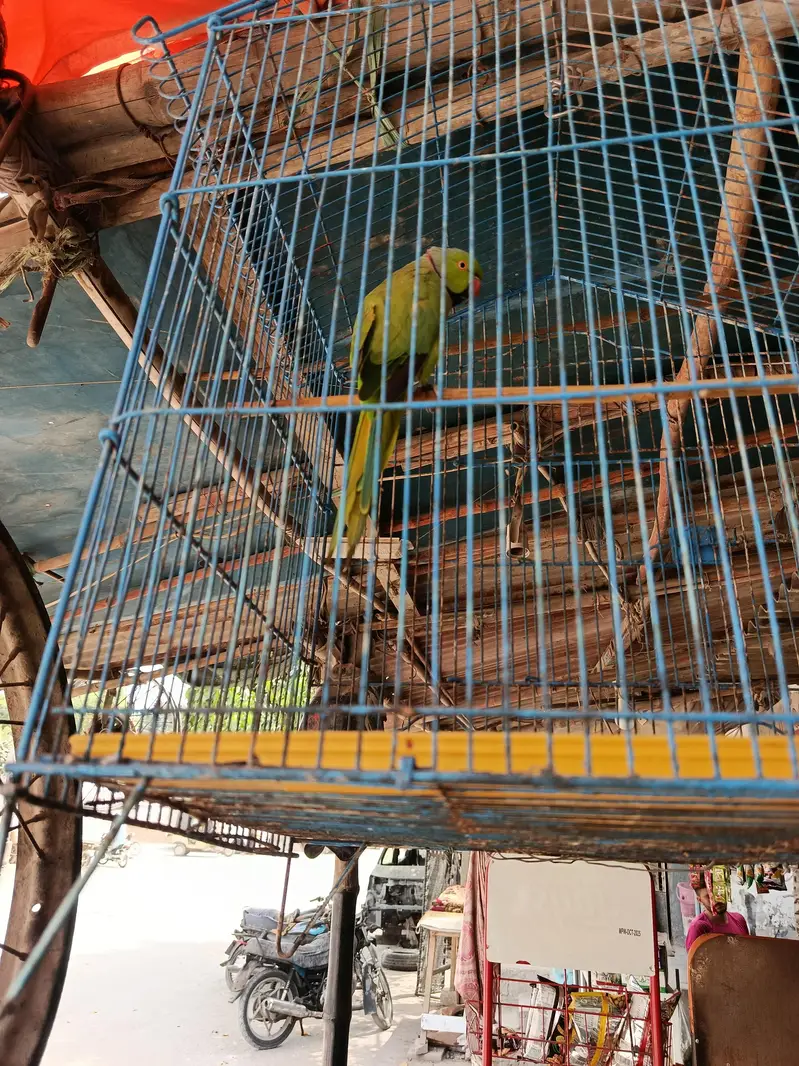 parot ring nick — photo 3
