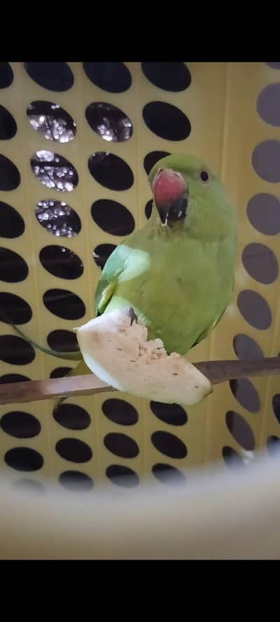 birds