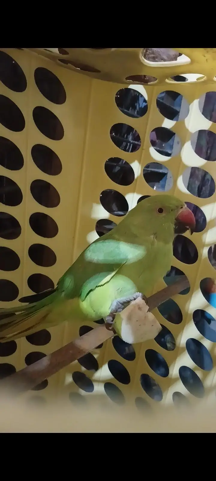 birds — photo 2