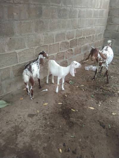 tapri bakri 2 bacho k sath male femal