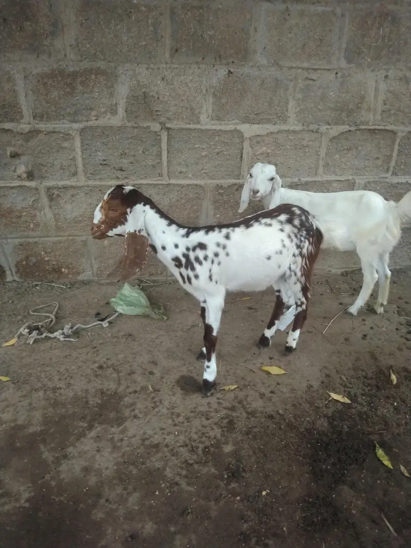 tapri bakri 2 bacho k sath male femal — photo 2