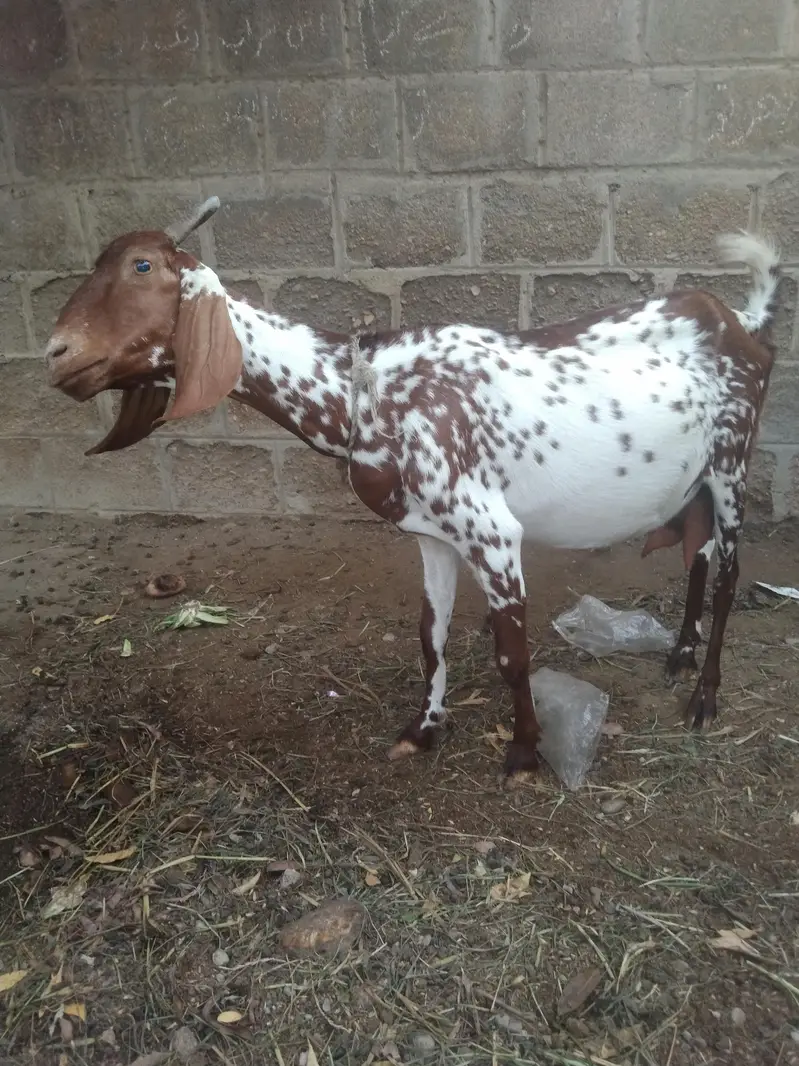 tapri bakri 2 bacho k sath male femal — photo 3