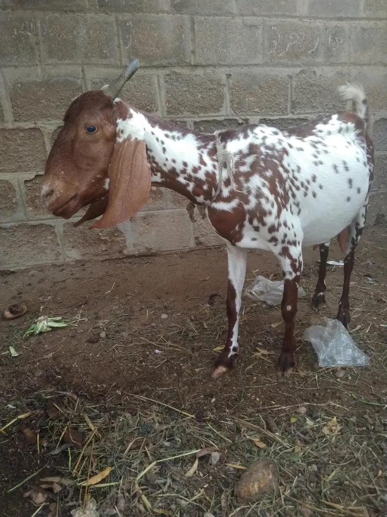 tapri bakri 2 bacho k sath male femal — photo 4