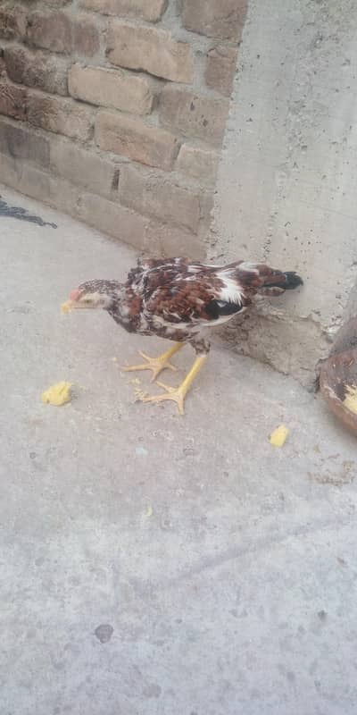 chick/patha for sale