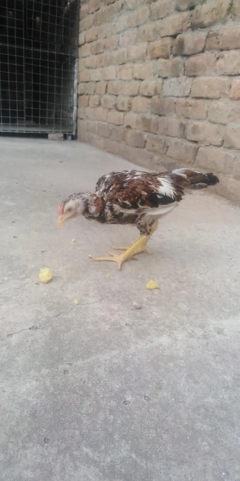 chick/patha for sale — photo 2