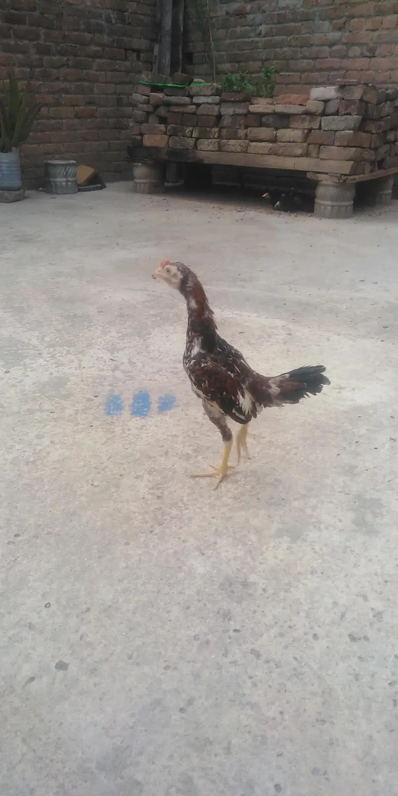chick/patha for sale — photo 3