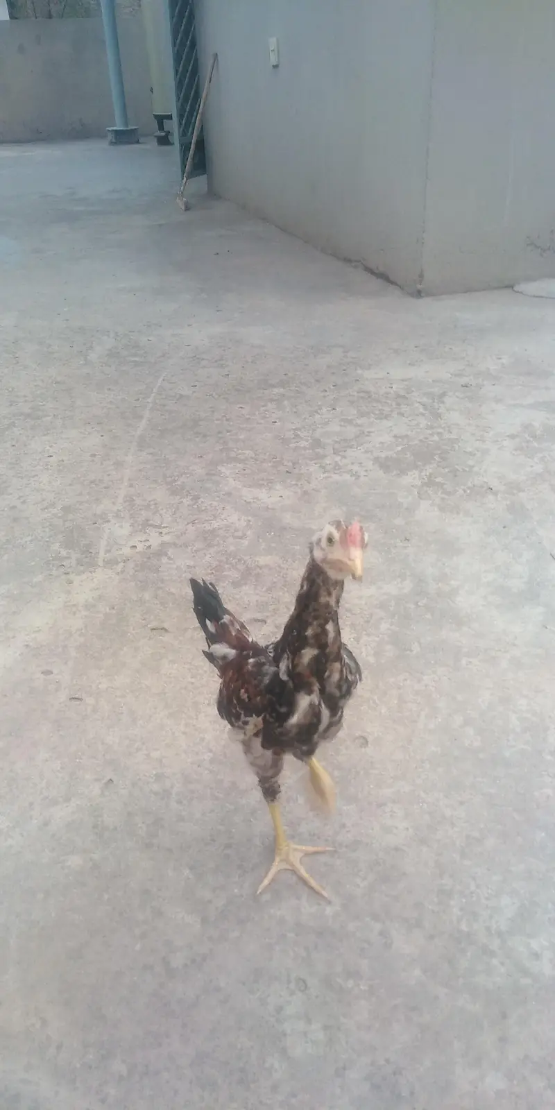 chick/patha for sale — photo 4