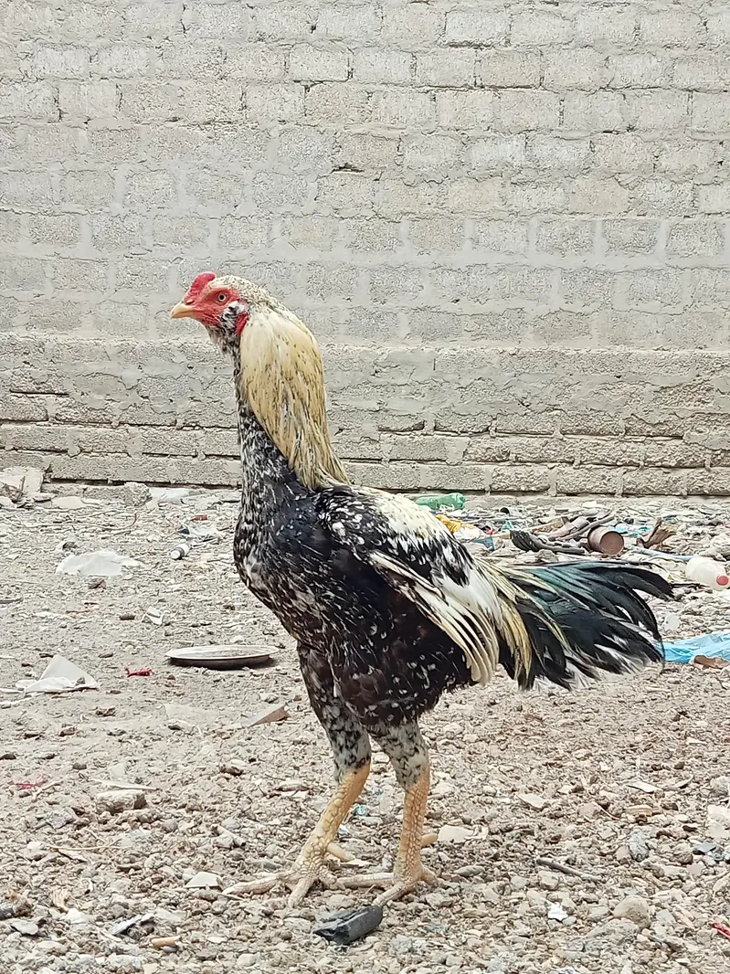 Aseel jawa majbut jodon me — photo 3