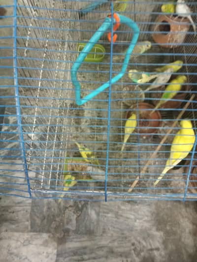 Austanin birds pair mix age