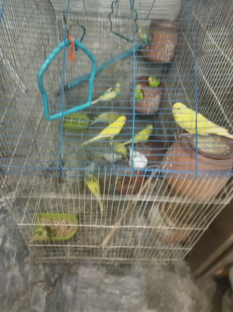 Austanin birds pair mix age — photo 2
