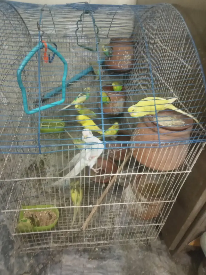 Austanin birds pair mix age — photo 3