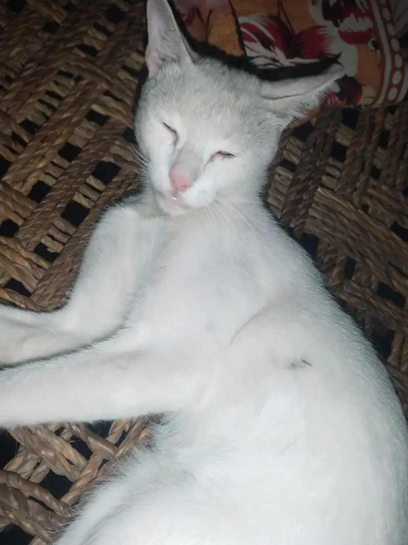 ya ak gar ki pali hoi bila ha — photo 2