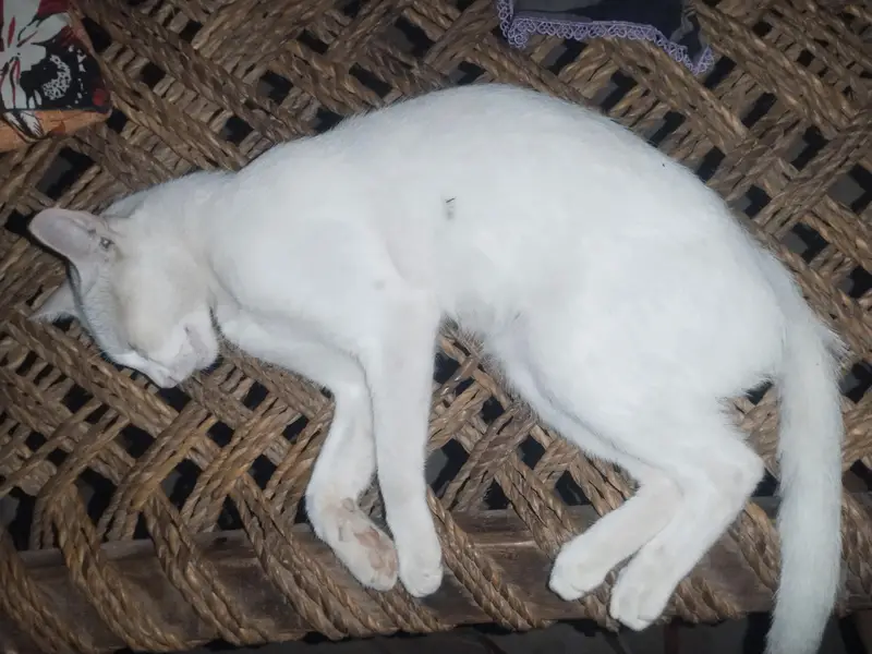 ya ak gar ki pali hoi bila ha — photo 3