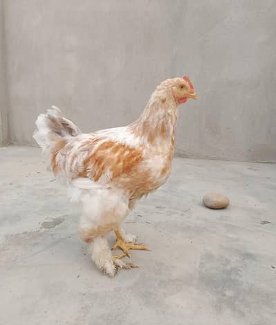 roosters