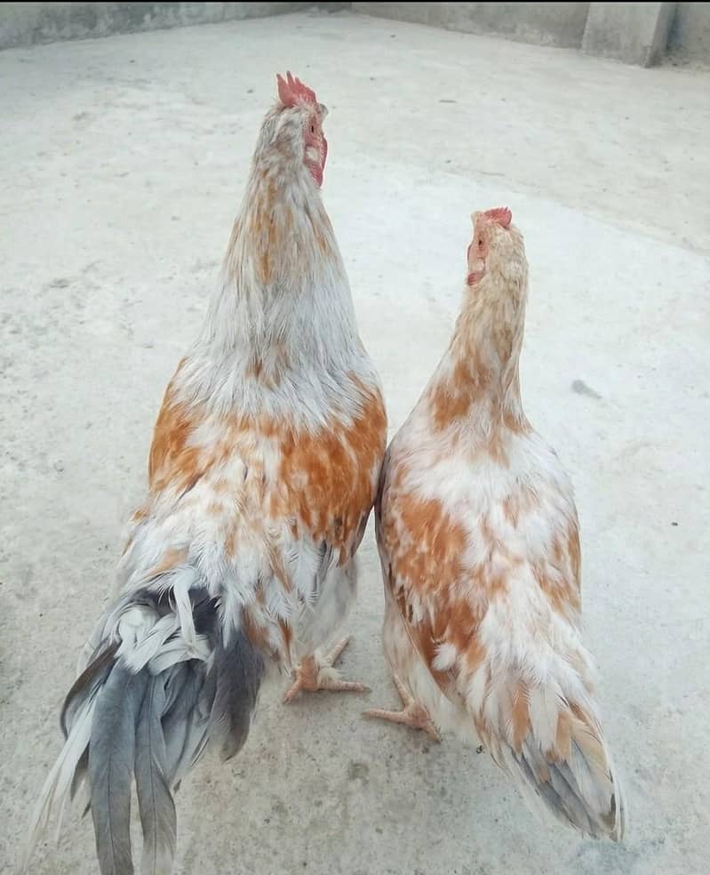 roosters 1