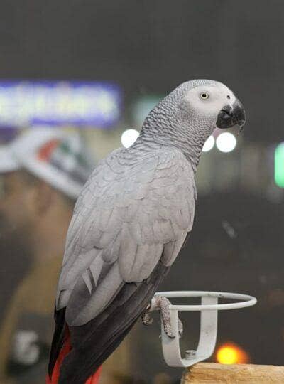 African Grey Full tamed Female(0336-5267168)